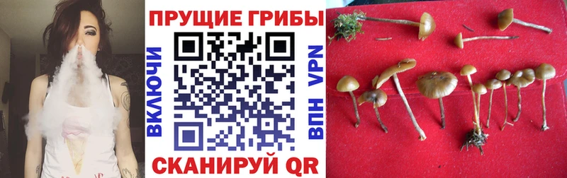 Псилоцибиновые грибы Cubensis  Сычёвка 